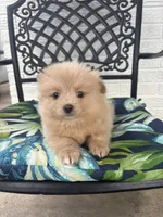 Teddy, a male Chihuahua and Pomeranian for sale in Westminster, CO – 5 of 10