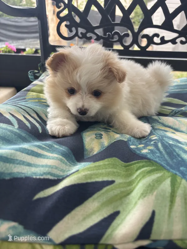 Snoopy – Chihuahua, Pomeranian puppy for sale in Westminster, CO