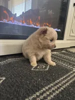 Teddy, a male Chihuahua and Pomeranian for sale in Westminster, CO – 3 of 9
