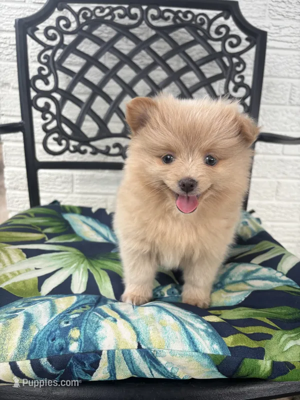 Teddy – Chihuahua, Pomeranian puppy for sale in Westminster, CO