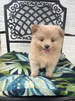 Teddy, a male Chihuahua and Pomeranian for sale in Westminster, CO – 1 of 10