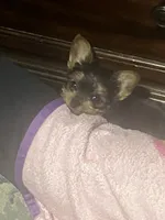 Hershey, a male Yorkshire Terrier for sale in Hyattsville, MD – 4 of 6