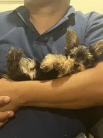 Hershey, a male Yorkshire Terrier for sale in Hyattsville, MD – 3 of 6