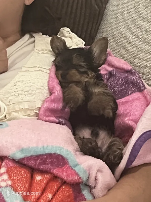Hershey – Yorkshire Terrier puppy for sale in Hyattsville, MD