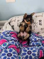 Hershey, a male Yorkshire Terrier for sale in Hyattsville, MD – 2 of 6