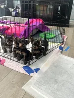 Hershey, a male Yorkshire Terrier for sale in Hyattsville, MD – 5 of 6