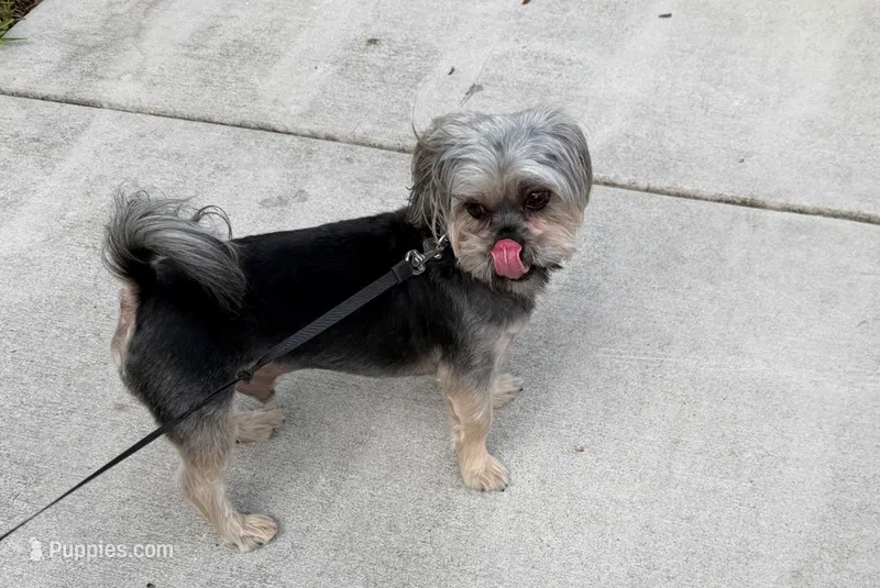 coco – Shorkie puppy for sale in Homestead, FL