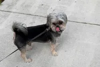 coco, a male Shorkie for sale in Homestead, FL – 1 of 1