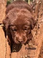 Chocolate and Silver Lab Pups, a female Labrador Retriever for sale in Montgomery, TX – 2 of 10