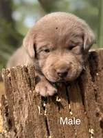 Chocolate and Silver Lab Pups, a female Labrador Retriever for sale in Montgomery, TX – 6 of 10