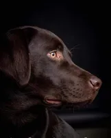 Chocolate and Silver Lab Pups, a female Labrador Retriever for sale in Montgomery, TX – 10 of 10