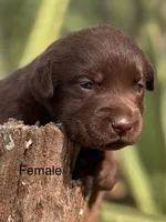 Chocolate and Silver Lab Pups, a female Labrador Retriever for sale in Montgomery, TX – 3 of 10