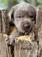 Chocolate and Silver Lab Pups, a female Labrador Retriever for sale in Montgomery, TX – 4 of 10