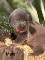 Chocolate and Silver Lab Pups, a female Labrador Retriever for sale in Montgomery, TX – 5 of 10