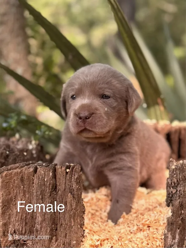 Chocolate and Silver Lab Pups – Labrador Retriever puppy for sale in Montgomery, TX