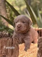 Chocolate and Silver Lab Pups, a female Labrador Retriever for sale in Montgomery, TX – 1 of 10