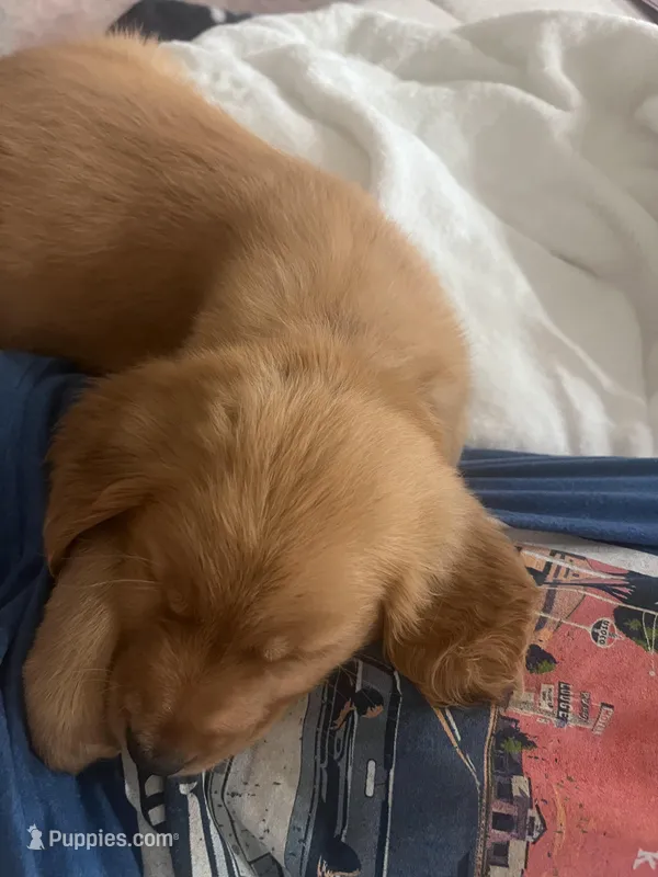 Lucy  – Golden Retriever puppy for sale in Clovis, CA