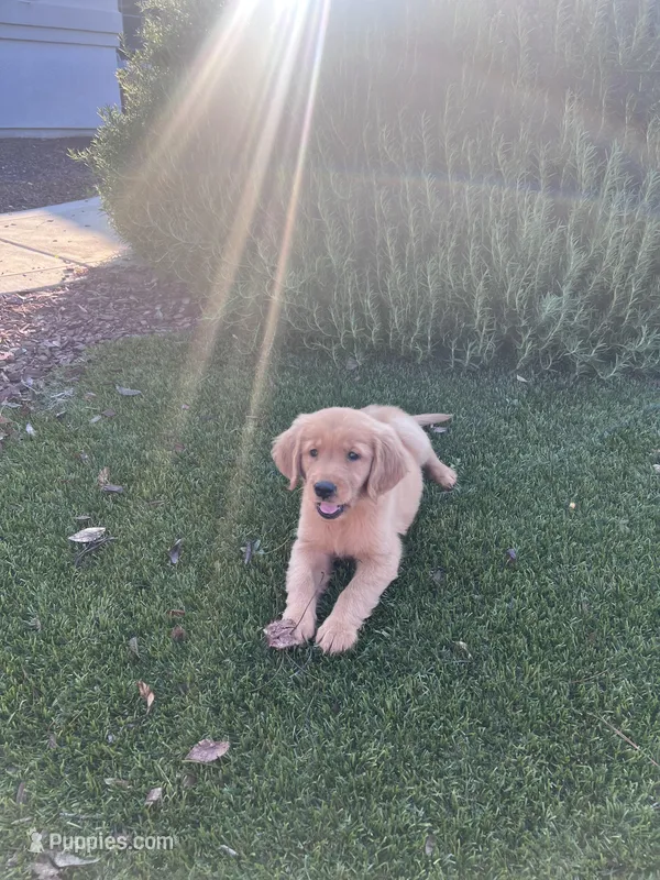 Lucy  – Golden Retriever puppy on hold in Clovis, CA