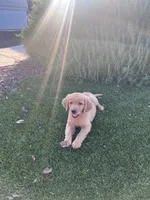 Lucy , a female Golden Retriever for sale in Clovis, CA – Photo 1 of 2