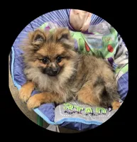 Sara, a female Pomeranian for sale in Brookville, PA – 2 of 2