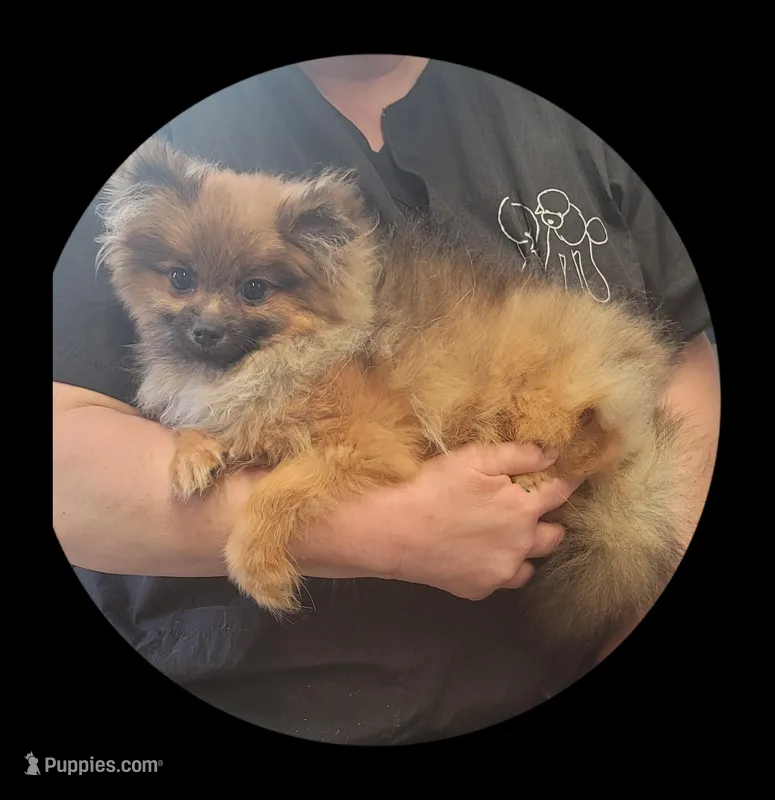 Sara – Pomeranian puppy for sale in Brookville, PA