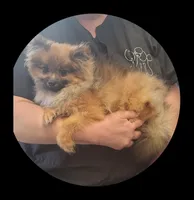 Sara, a female Pomeranian for sale in Brookville, PA – 1 of 2