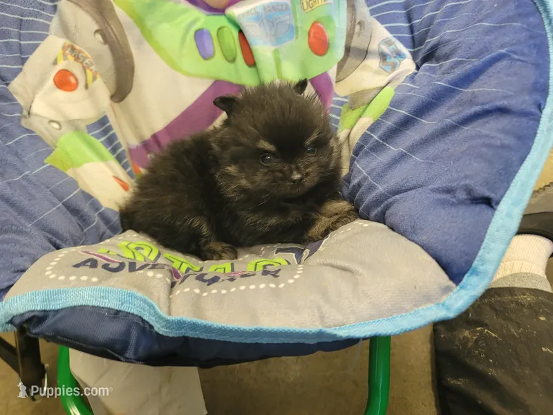 Bentley  – Pomeranian puppy for sale in Brookville, PA
