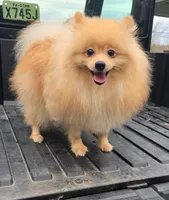 Chewie, a male Pomeranian for sale in Brookville, PA – 3 of 3