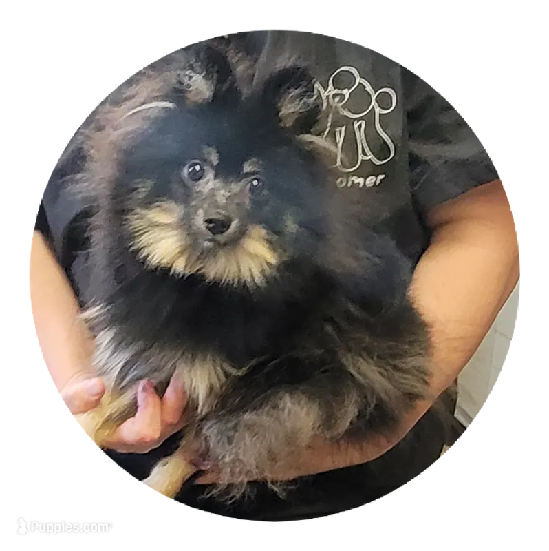 Devin  – Pomeranian puppy for sale in Brookville, PA