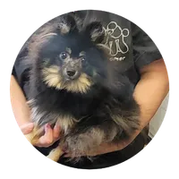 Devin , a male Pomeranian for sale in Brookville, PA – 1 of 1