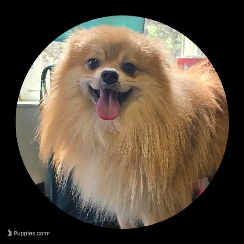 Chase – Pomeranian puppy for sale in Brookville, PA