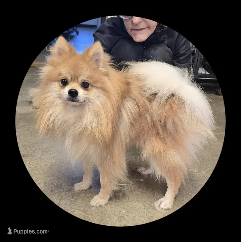 Chase, a male Pomeranian for sale in Brookville, PA – Photo 1 of 1