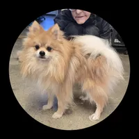 Chase, a male Pomeranian for sale in Brookville, PA – Photo 2 of 2