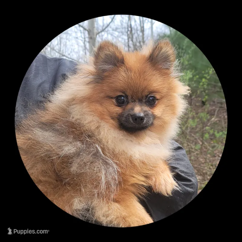 Toby – Pomeranian puppy for sale in Brookville, PA