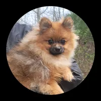 Toby, a male Pomeranian for sale in Brookville, PA – 2 of 2