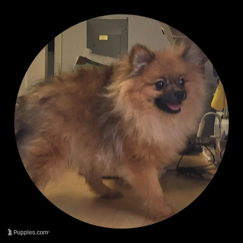 Toby – Pomeranian puppy for sale in Brookville, PA