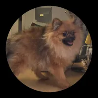 Toby, a male Pomeranian for sale in Brookville, PA – 1 of 2
