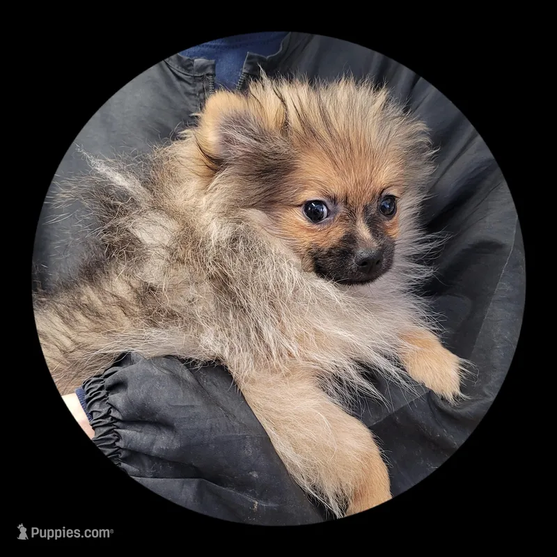 Toby, a male Pomeranian for sale in Brookville, PA – Photo 1 of 1