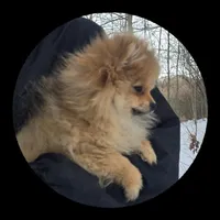 Ebony, a female Pomeranian for sale in Brookville, PA – Photo 1 of 3