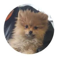 Ebony, a female Pomeranian for sale in Brookville, PA – Photo 2 of 3