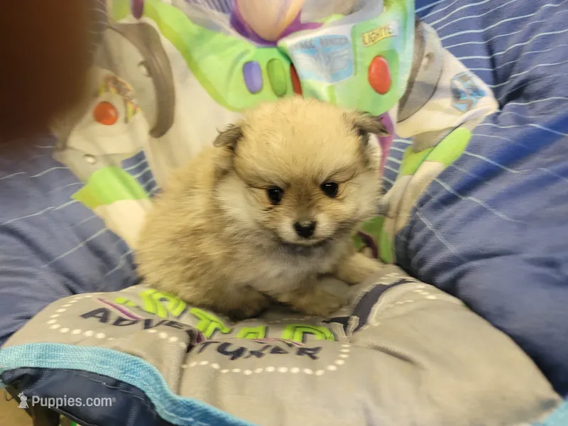 Bentley  – Pomeranian puppy for sale in Brookville, PA