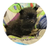 Brandy , a female Pomeranian for sale in Brookville, PA – 2 of 2