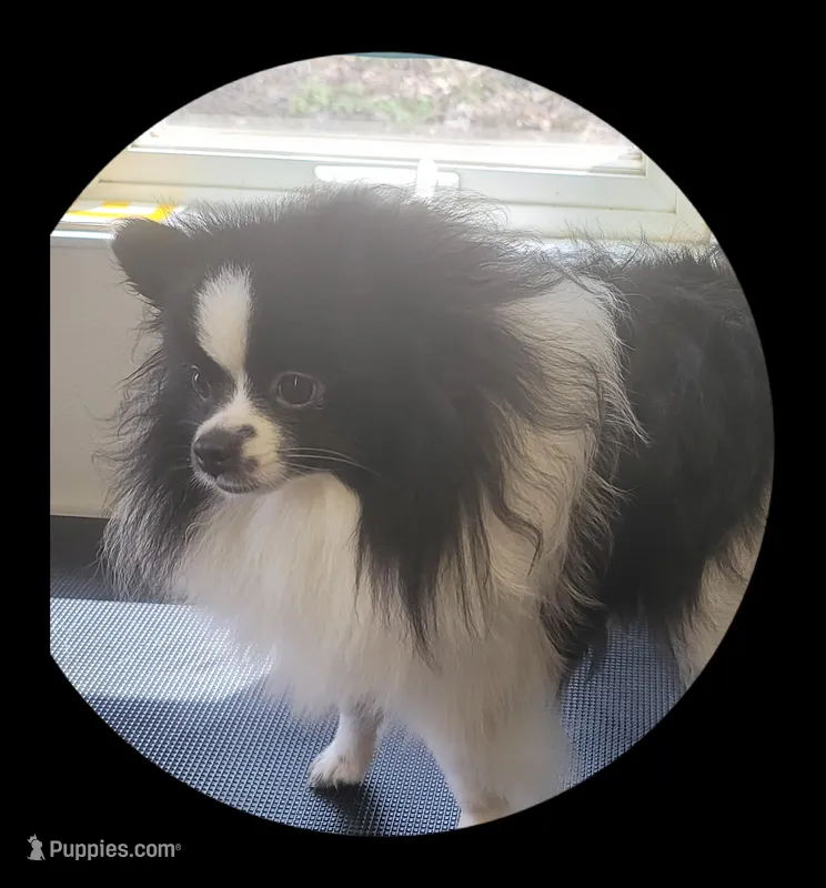 Blaze – Pomeranian puppy for sale in Brookville, PA