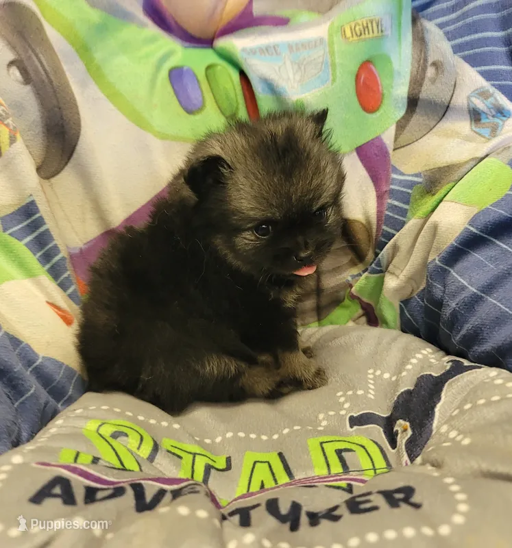 Claire – Pomeranian puppy for sale in Brookville, PA