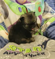 Claire, a female Pomeranian for sale in Brookville, PA – 1 of 2