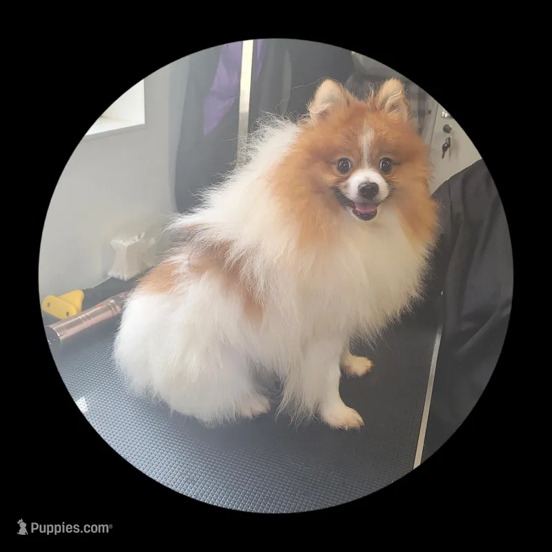 Jasper, a male Pomeranian for sale in Brookville, PA – Photo 1 of 1