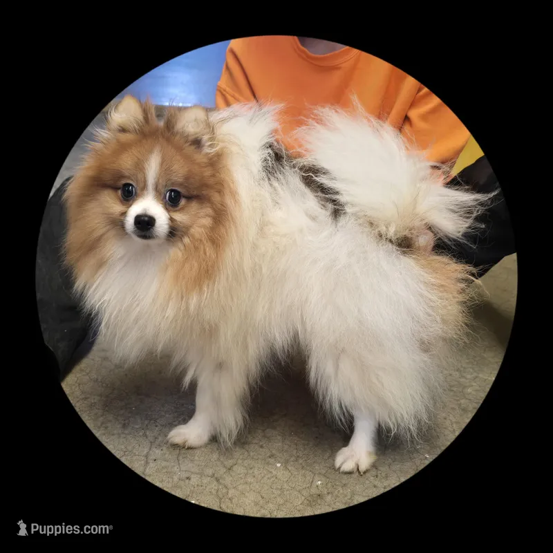 Jasper, a male Pomeranian for sale in Brookville, PA – Photo 1 of 1