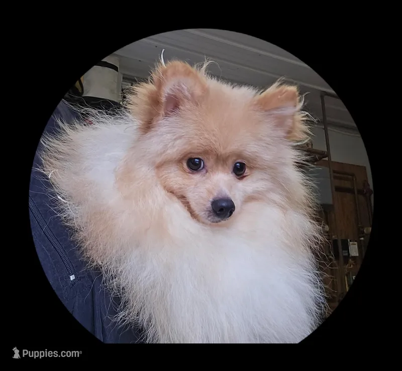 Chewie – Pomeranian puppy for sale in Brookville, PA