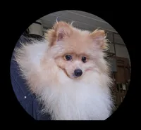 Chewie, a male Pomeranian for sale in Brookville, PA – 1 of 1