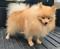 Chewie, a male Pomeranian for sale in Brookville, PA – 2 of 3